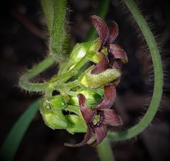 Matelea hirtelliflora