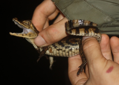 Caiman crocodilus