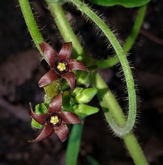 Matelea hirtelliflora