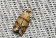 Heteroteucha translatella
