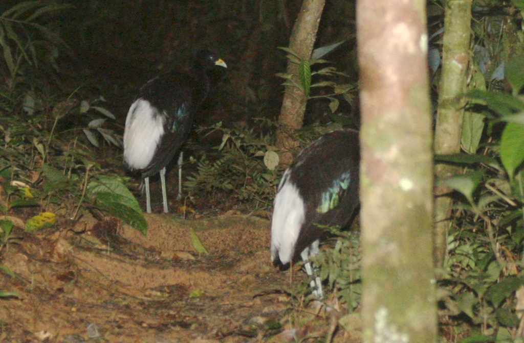 White-winged Trumpeter