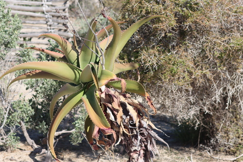 Aloe vaombe, photograph 5