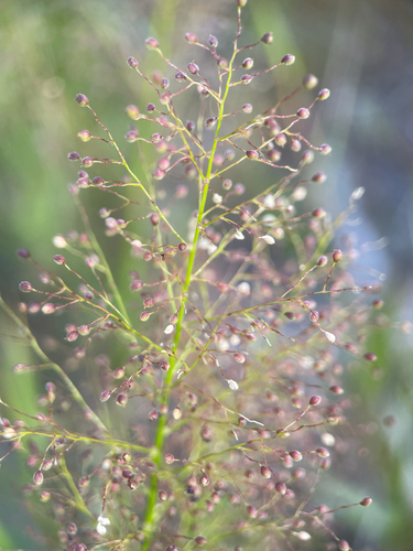 Dichanthelium erectifolium, 2026-05-06