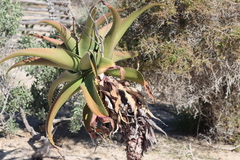 Aloe vaombe, photograph (c) amantedarmanin, some rights reserved (CC BY)