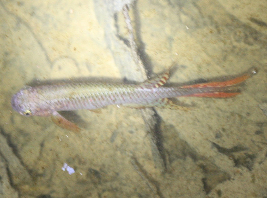 Aphyolebias rubrocaudatus