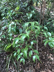 Syzygium luehmannii