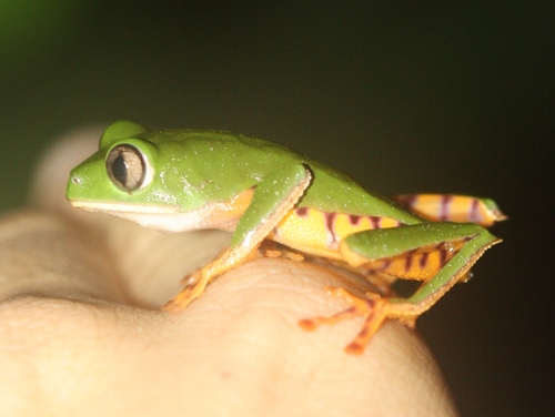Callimedusa tomopterna