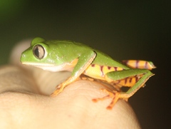 Callimedusa tomopterna
