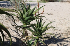 Aloe vaombe