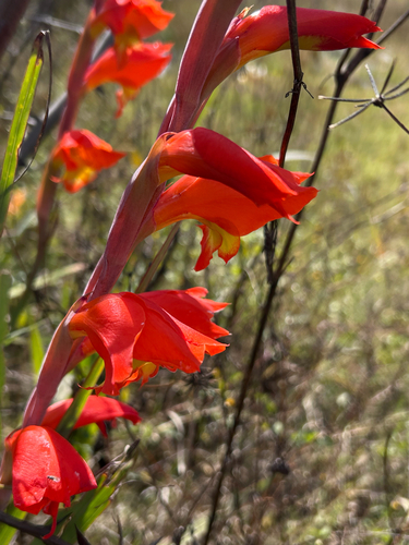Dragon's-head Lily