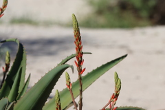 Aloe vaombe, photograph (c) amantedarmanin, some rights reserved (CC BY)