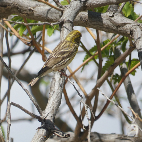 Avistamiento Serinus serinus