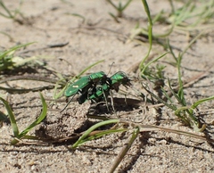 Cicindela ohlone