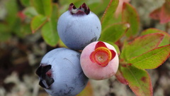 Vaccinium boreale