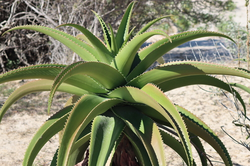 Aloe vaombe, photograph 3