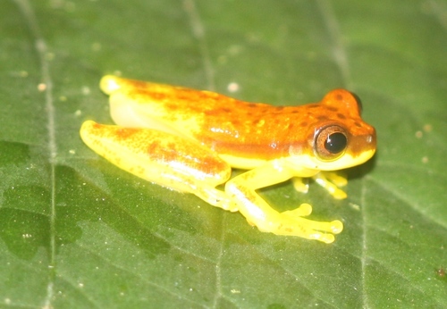 Dendropsophus rhodopeplus