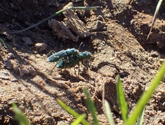 Cicindela ohlone