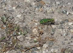 Cicindela ohlone