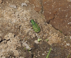 Cicindela ohlone