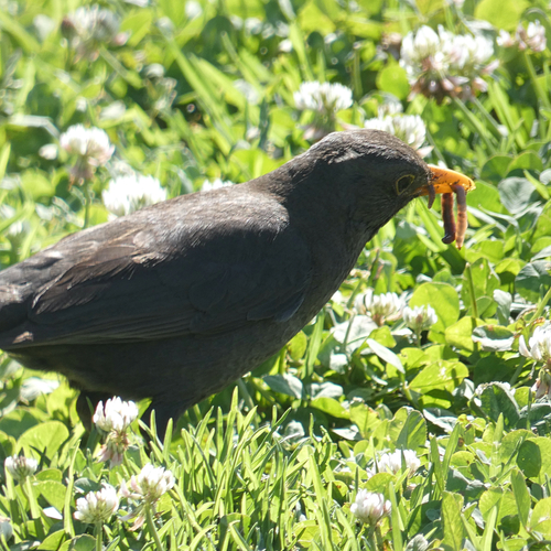 Avistamiento Turdus merula