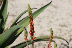 Aloe vaombe, photograph (c) amantedarmanin, some rights reserved (CC BY)