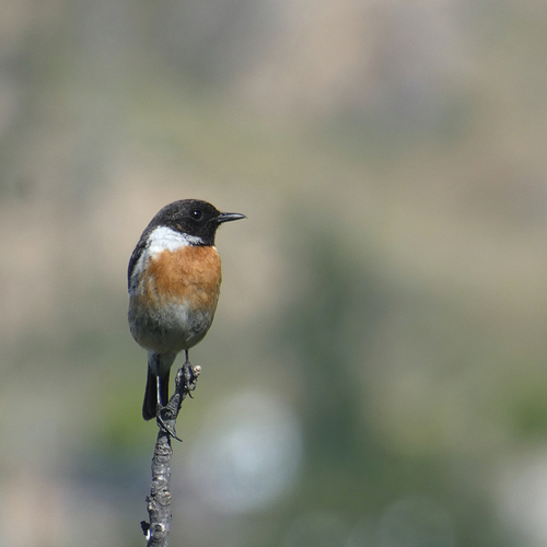 Avistamiento Saxicola rubicola