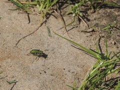 Cicindela ohlone
