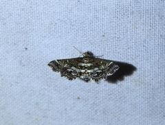 Diasemiopsis ramburialis