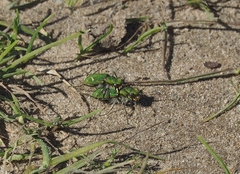 Cicindela ohlone