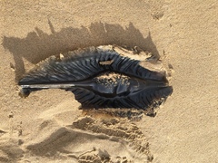 Callorhinchus milii