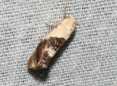 Hypertropha chlaenota