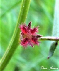 Haloragis heterophylla