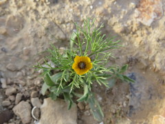Adonis dentata