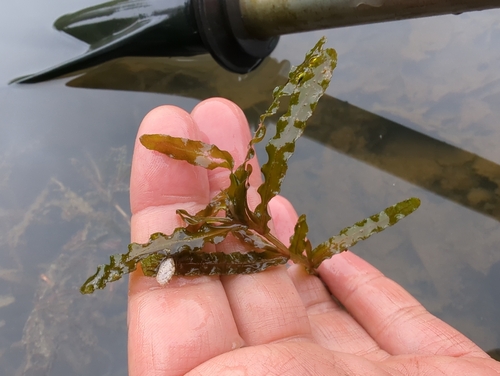 ヒロハノエビモ