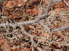 Acacia aneura