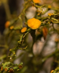 Teloschistes exilis
