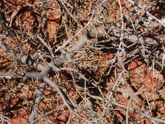 Acacia aneura