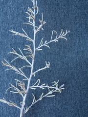 Acacia aneura