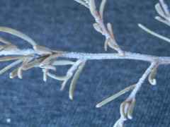 Acacia aneura