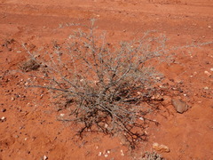 Acacia aneura
