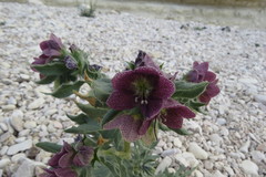 Hyoscyamus reticulatus