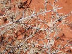 Acacia aneura