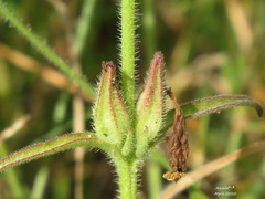 Centranthera cochinchinensis