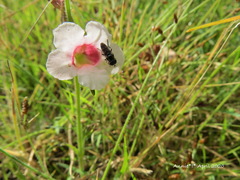 Centranthera cochinchinensis