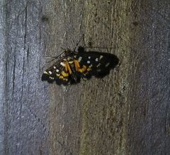 Diathrausta ochreipennis