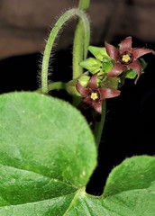 Matelea hirtelliflora