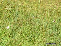Centranthera cochinchinensis