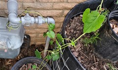 Matelea hirtelliflora