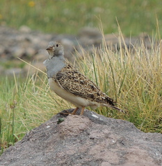 Thinocorus orbignyianus