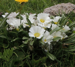 Calandrinia affinis
